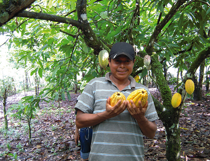 FÃ¨ves cacao coco passion coopÃ©rative Cacao Nica au Nicaragua 